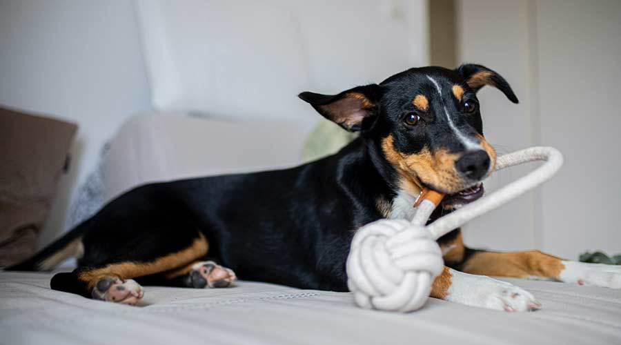 The 5 most popular dog toys